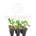 Calabacín Redondo Planta 6 unidades