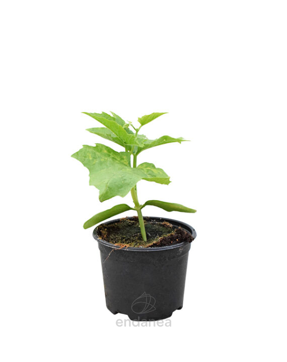Luffa Cylindrica Planta Hortícola