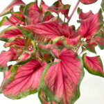 Caladium Bicolor Verde-Roja Hojas