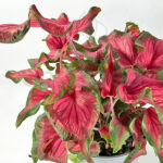Caladium Bicolor Verde-Roja Hojas