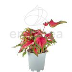 Caladium Bicolor Verde-Roja