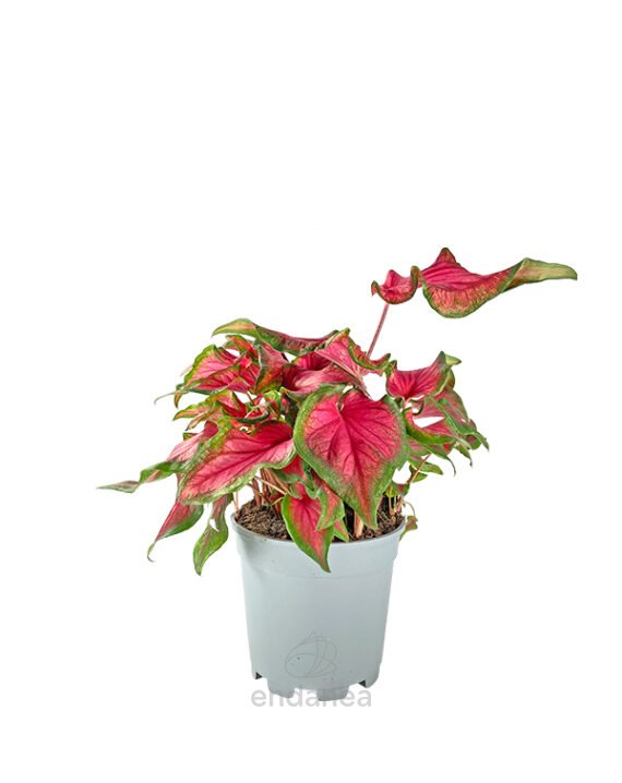 Caladium Bicolor Verde-Roja