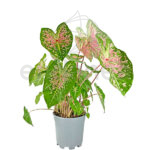 Caladium Bicolor Verde-Rosa