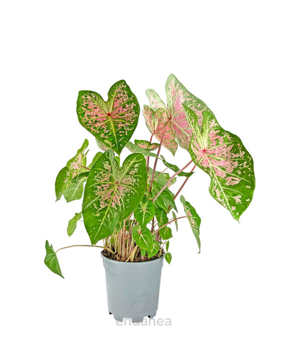 Caladium Bicolor Verde-Rosa