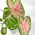 Caladium Bicolor Verde-Rosa Hojas