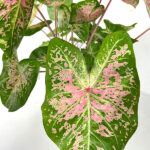 Caladium Bicolor Verde-Rosa Hojas