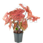 Caladium Rosa Planta de Interior
