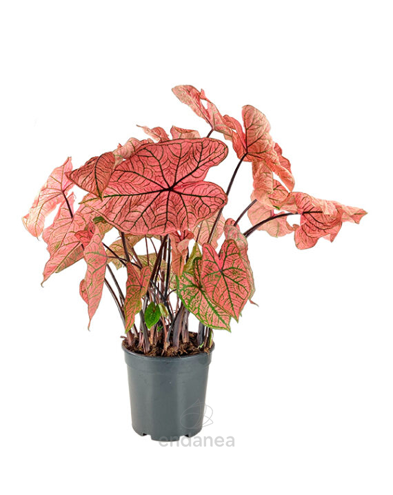 Caladium Rosa Planta de Interior