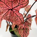 Caladium Rosa Planta de Interior Hojas