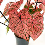 Caladium Rosa Planta de Interior Hojas