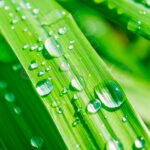 Citronella Planta Hojas