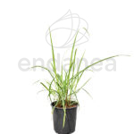 Citronela / Hierba Limón Planta