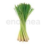 Citronella Planta Matojo