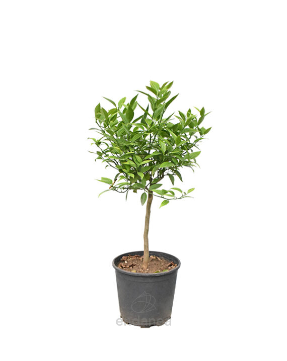 Citrus Clementina Árbol Cítrico