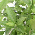 Citrus Clementina Árbol Cítrico Hojas