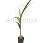 Coco Nucifera Planta Tropical de Interior