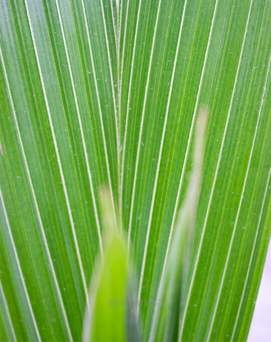 coco-nucifera-planta-de-interior-especial-detalle