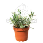 Convolvulus Cneorum Planta de Exterior