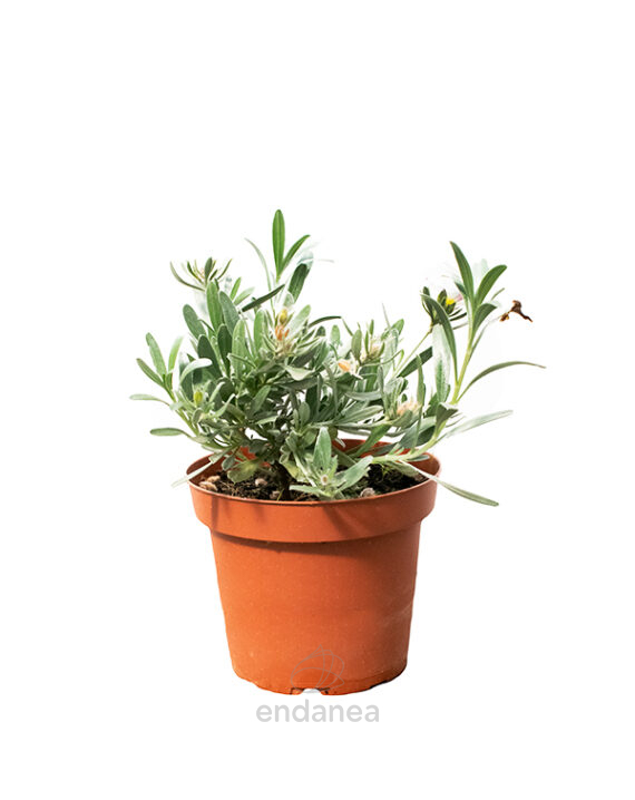 Convolvulus Cneorum Planta de Exterior