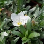Convolvulus Cneorum Planta de Exterior Flor Blanca