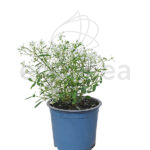 Euphorbia Leucocephala Km0
