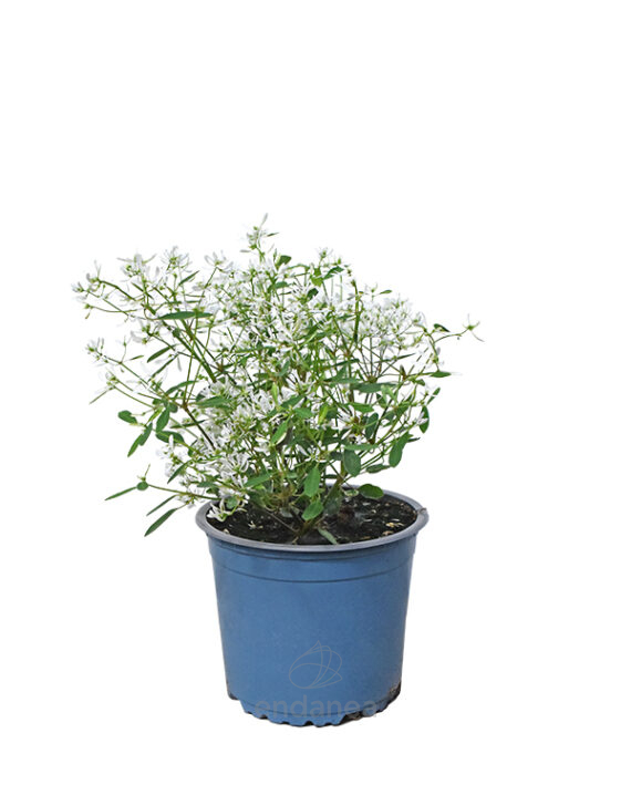 Euphorbia Leucocephala Km0