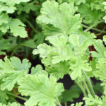Geranio Aromático Planta de Exterior
