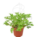 Geranio Aromático Planta de Exterior