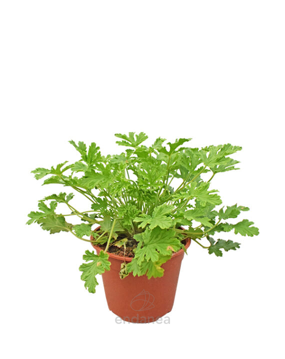 Geranio Aromático Planta de Exterior