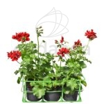 Geranio Hiedra Flor Doble Km0 6 unidades
