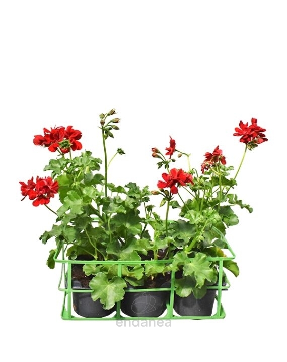 Geranio Hiedra Flor Doble Km0 6 unidades