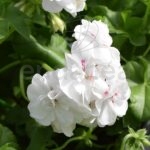 Geranio Hiedra Flor Doble Km0 6 unidades Blanca