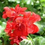 Geranio Hiedra Flor Doble Km0 6 unidades Roja
