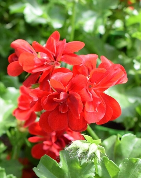 geranio-hiedra-flor-doble-km0-6-unidades-rojo