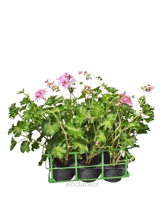 Geranio Hiedra Flor Sencilla Km0 6 unidades