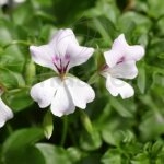 Geranio Hiedra Flor Sencilla Km0 6 unidades Blanco
