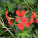 Geranio Hiedra Flor Sencilla Km0 6 unidades Rojo