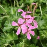 Geranio Hiedra Flor Sencilla Km0 6 unidades Rosa