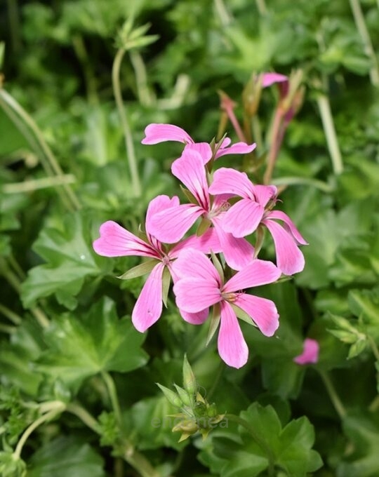 geranio-hiedra-flor-sencilla-km0-6-unidades-rosa