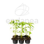 Guindilla Planta Km0 6 unidades