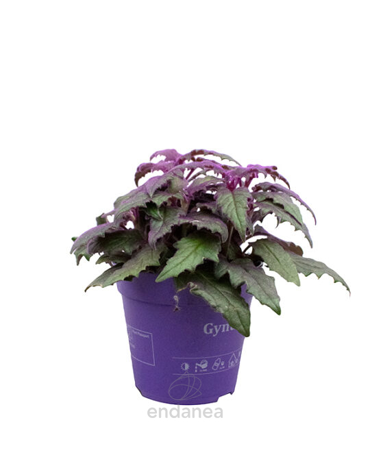 gynura-planta-de-terciopelo-interior
