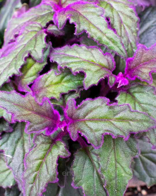 gynura-planta-de-terciopelo-interior-hojas-purpura