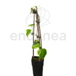 Hedera Dentata Variegata Planta de Exterior Trepadora