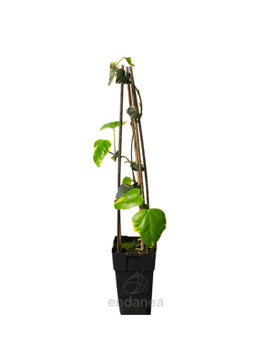hedera-dentata-variegata-planta-trepadora