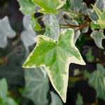 Hedera Dentata Variegata Planta de Exterior Trepadora