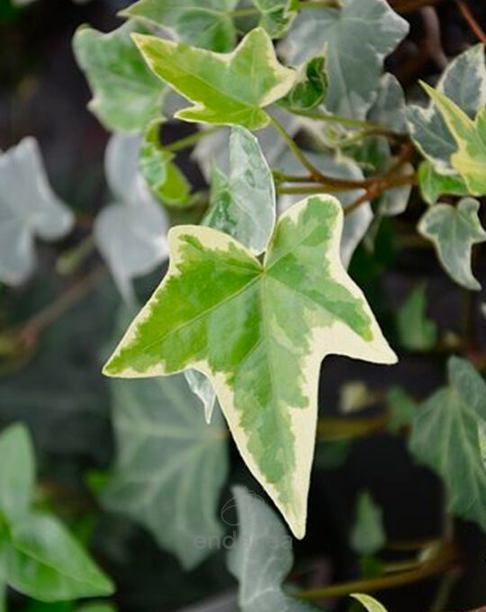 hedera-dentata-variegata-planta-trepadora-hoja