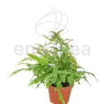 Helecho Adiantum Bronze Venus Planta de Interior