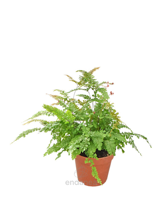 Helecho Adiantum Bronze Venus Planta de Interior
