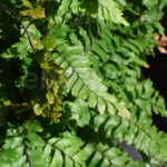 Helecho Adiantum Bronze Venus Planta de Interior Hojas