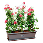 Jardinera Elho® Barcelona XL Antracita Planta